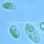 Chlorella ellipsoidea