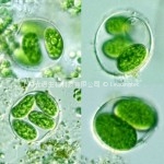 Oocystis solitaria2