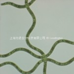 Spirulina platensis1