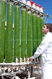 室外立式光生物反應器