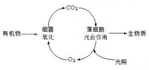 藻菌共生系統(tǒng)示意圖