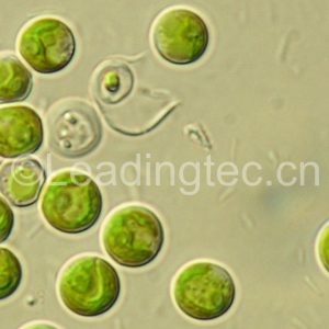 Chlorella pyrenoidosa