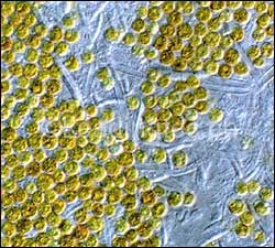 蟲(chóng)黃藻Dinophycae Symbiodinium