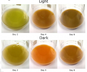 在光照及非光照情況下第2、4和8天小球藻培養(yǎng)液的顏色變化圖