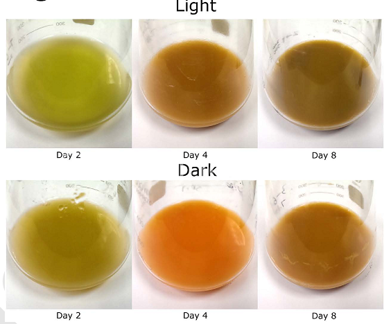 在光照及非光照情況下第2、4和8天小球藻培養(yǎng)液的顏色變化圖