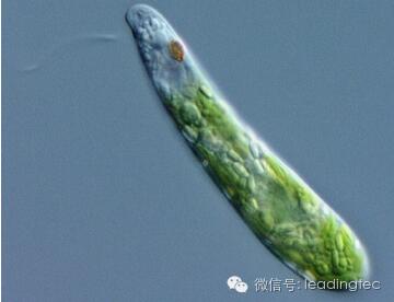 隱藻，小眼蟲，Euglena gracilis