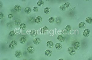 Microcystis-aeruginosa