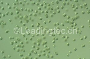 Microcystis aeruginosa銅綠微囊藻