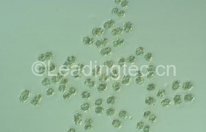 Microcystis aeruginosa