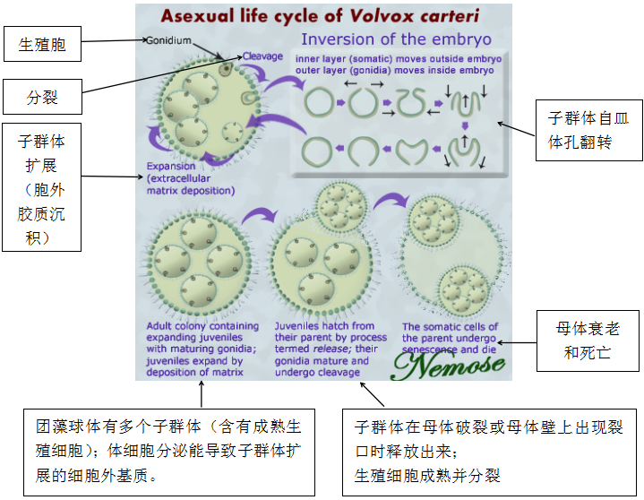 強壯團藻的無性生殖