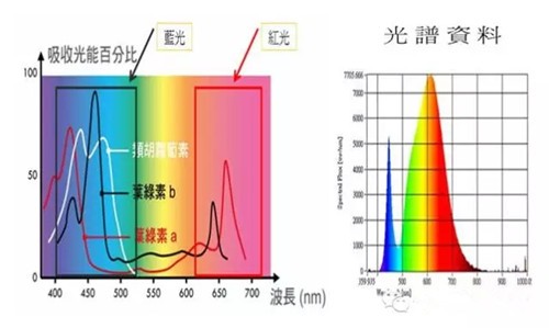 植物光合作用光譜