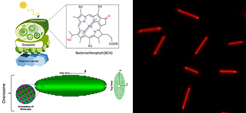 左圖為綠硫光合細(xì)菌的構(gòu)造及綠小體結(jié)構(gòu)示意圖，分子結(jié)構(gòu)為細(xì)菌葉綠素c；右圖為人工模擬分子自組裝有機(jī)納米晶體。