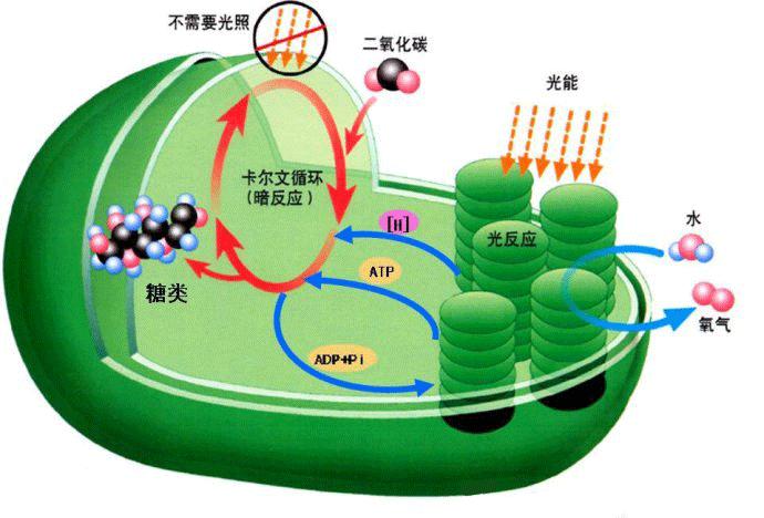 光合作用示意圖