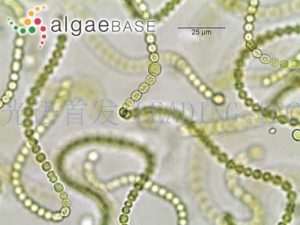 圖1.普通念珠藻（Nostoc commune） （AlgaeBase Image Reference: 20124）