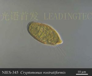 圖14. 隱藻（Cryptomonas rostratiformis）( NIES-0345）