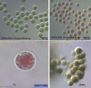 圖5.紫球藻 (Porphyridium) （左上：NIES-1034, 右上：NIES-1035, 左下：CCAP 1380/10, 右下：CCAP 1380/06)