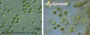 圖6.小球藻（Chlorella vulgaris） (左：NIES-642，右：AlgaeBase Image Reference: 5688）