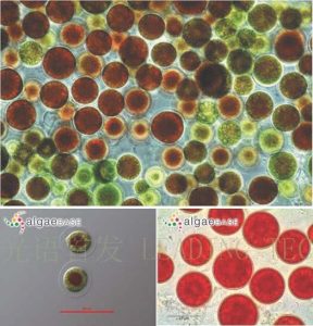 圖7.雨生紅球藻 (Haematococcus plutialis) （上：互動(dòng)百科:雨生紅球藻；左下：AlgaeBase Image Reference: 7429；右下：AlgaeBase Image Reference: 21151）