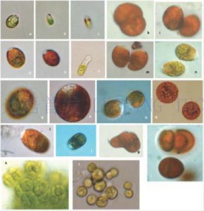 圖8-2.鹽藻（Dunaliella）（by Michael A. Borowitzka）