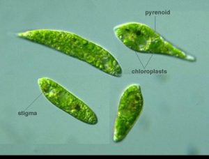 圖11. 纖細裸藻（圖片引自 Protist Information Server）