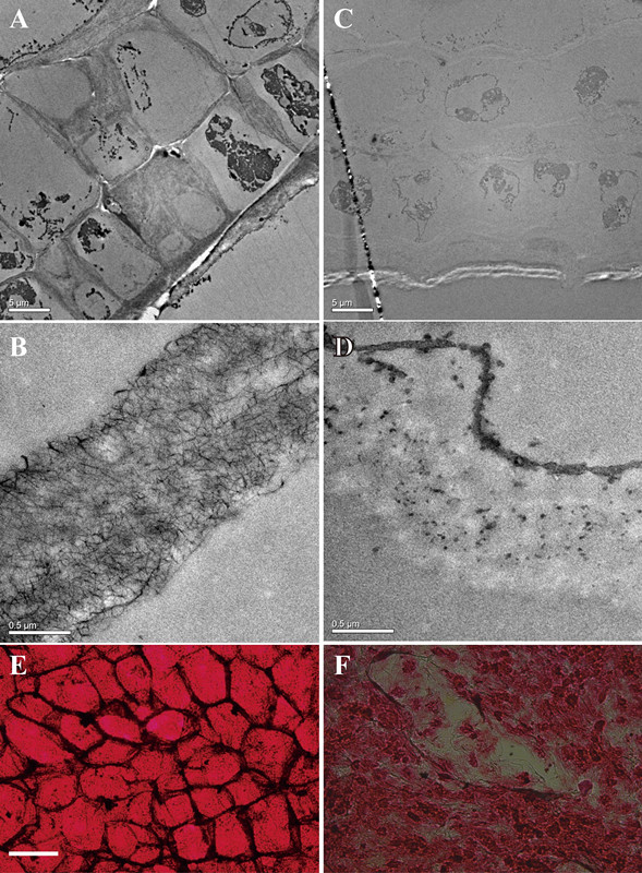 Defluviitalea phaphyphila發(fā)酵海帶后，細(xì)胞結(jié)構(gòu)的變化（ABE為發(fā)酵前的細(xì)胞壁和細(xì)胞，CDF為發(fā)酵后）