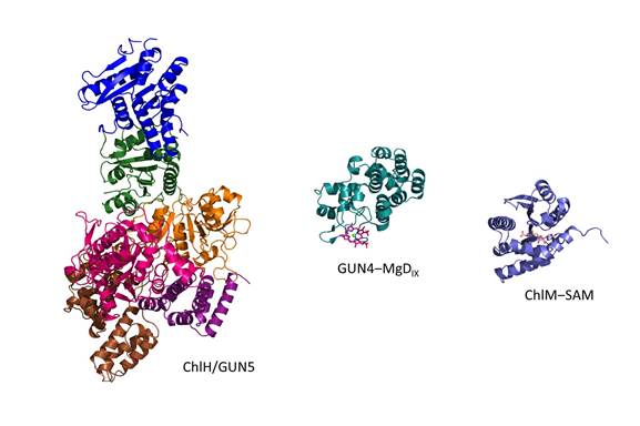 集胞藻ChlH、GUN4-鎂次卟啉、ChlM-SAM的結(jié)構(gòu)