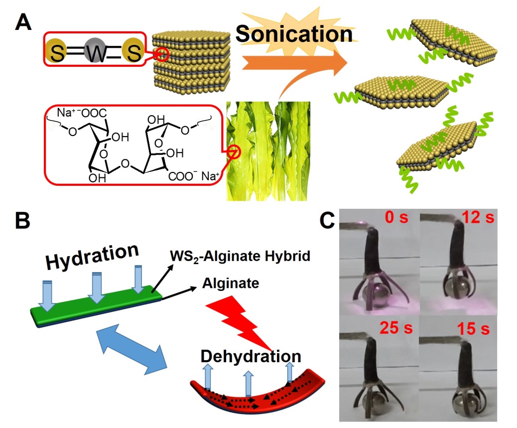 圖：（A）海藻酸鈉（SA）剝離WS2示意圖；（B）SA/WS2雜化薄膜光熱驅(qū)動示意圖；（C）SA/WS2雜化薄膜構(gòu)筑光圖：（A）海藻酸鈉（SA）剝離WS2示意圖；（B）SA/WS2雜化薄膜光熱驅(qū)動示意圖；（C）SA/WS2雜化薄膜構(gòu)筑光驅(qū)動仿生抓手。驅(qū)動仿生抓手。