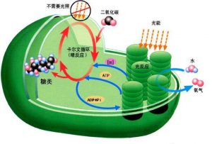 圖1. 光合作用示意圖