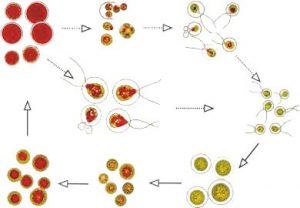 圖4. 雨生紅球藻不動(dòng)孢子進(jìn)入繁殖周期的示意圖 （from algaecan.com）