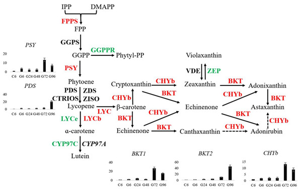 圖1.小球藻中蝦青素合成途徑中相關(guān)酶的表達(dá)情況。紅色表示表達(dá)上調(diào)的基因，綠色表示下調(diào)的基因，黑色表示不變的基因。