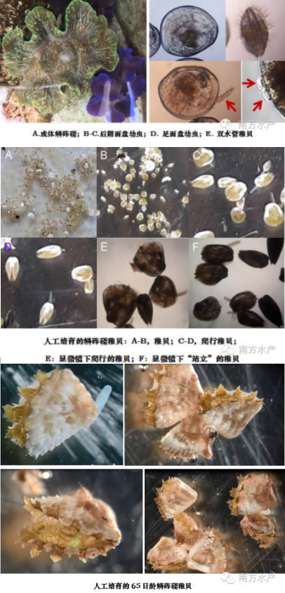 硨磲稚貝在國內首次人工培育成功