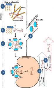 圖10.β-胡蘿卜素?cái)z入的過程（Saini et al., 2015）