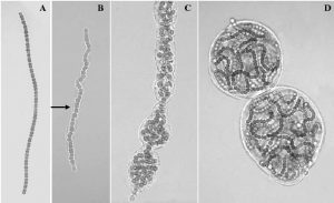 圖11.葛仙米藻絲群體發(fā)育過(guò)程；A.藻絲，B.具有鞘的絲狀體，C.非絲狀體群體和D.絲狀體群體。（引自鄧中洋博士論文，2006）