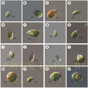 圖2. 不同形狀的鹽藻細(xì)胞（By Krishna Preetha et al.）