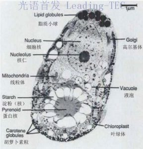 圖3.電鏡拍攝的鹽藻細(xì)胞及亞細(xì)胞結(jié)構(gòu) （By Ami Ben-Amotz & Mordhay Avron）