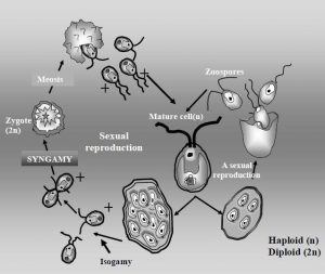 圖4. 鹽藻的生活史（繁殖方式，F(xiàn)rom Wikipedia）