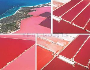 圖6.赫特瀉湖（Hutt Lagoon）作為鹽藻養(yǎng)殖場 （Betatene公司，原屬德國藥企科寧公司Cognis，現(xiàn)屬巴斯夫？） （*湖水的粉紅色其實(shí)主要是由一種嗜鹽細(xì)菌引起的，鹽藻所形成的水色主要為黃棕色）