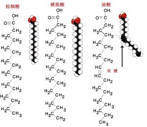 圖1.脂肪酸的化學結構式和分子結構示意圖