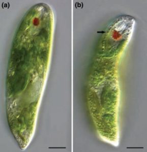 圖14. Zimba等研究所用的兩種眼蟲（左為血紅裸藻，E. Sanguinea；右為顆粒裸藻，E. Granulata，UTEX- LB2345），注意左圖的血紅裸藻并不顯示紅色。