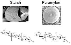 圖16.淀粉（左）與副淀粉（右）顯微結(jié)構(gòu)與化學式的區(qū)別