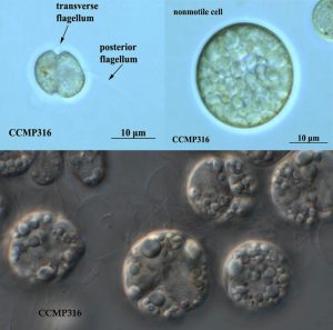 圖17.寇氏隱甲藻CCMP316株，左上圖細胞帶著鞭毛，右上圖是積累了油脂之后的形態(tài)，這個藻種是目前DHA藻油的主力生產(chǎn)藻種之一（要買這藻種找老倪）。