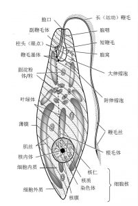 圖3.眼蟲的細胞結(jié)構(gòu)示意圖