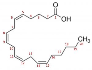 圖3.花生四烯酸的化學結構式