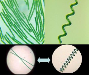 圖3.直線型與螺旋線細(xì)胞群體，（圖上左為直線型細(xì)胞株TBSM1-5，圖上右為螺旋型細(xì)胞株TBSHX-1，均引自http://algae-lab.com/，下圖引自http://www.spirulinaacademy.com/）