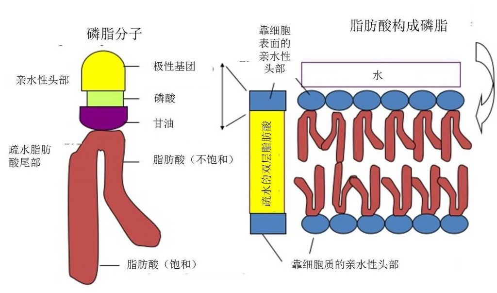 圖6.細胞膜磷脂雙分子層結構示意圖。一個甘油、兩個脂肪酸（飽和/不飽和）和一個磷酸構成一個磷脂分子，磷酸頭朝外，脂肪酸尾朝內(nèi)，尾尾相對組成雙層。（如果脂肪酸都是飽和的，細胞膜無法形成，如果飽和的脂肪酸少了，就跟豬油一樣凝結了?。。。。? width=