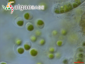 小球藻，Chlorella vulgaris Beyerinck ?(Algaebase:5688)