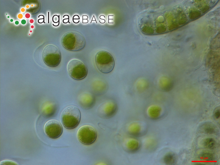 圖1.小球藻，Chlorella?vulgaris?Beyerinck （Algaebase：5688）