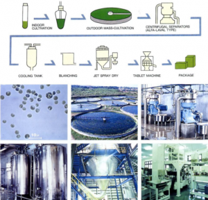 圖5.八重山的小球藻養(yǎng)殖工藝，首先進(jìn)行種子液的培養(yǎng)，然后在圓池中進(jìn)行放大培養(yǎng)，以碟片式離心機(jī)進(jìn)行濃縮，濃縮液冷卻后（抑菌）進(jìn)行短暫的加熱處理（滅菌及滅葉綠素酶酶活），進(jìn)行噴霧干燥后即可進(jìn)行壓片等后續(xù)加工。（破壁的工藝有幾種可選，如對濃漿進(jìn)行碾磨或高壓均質(zhì)，對干粉進(jìn)行氣流對撞等）