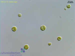 圖4.保藏于CCAP的小球藻（編號(hào)211/11B），為Beijerinck所分離的普通小球藻典型株（另見同源株UMACC 248; SAG 211-11b; UTEX 259; IAM C-207; UTCC 111）