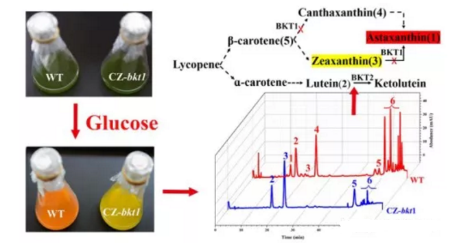 BKT1的失活使小球藻CZ-bkt1積累玉米黃素（3）、葉黃素（2）和β-胡蘿卜素（5）